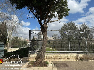 ליקו-גדר במרתון ירושלים 2024 - תמונה: 9